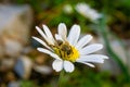 Daisy chamomile flower. Honey bee collecting pollen and nectar from daisy Royalty Free Stock Photo
