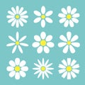Daisy chamomile flower set. White yellow Camomile icon. Growing concept. Cute round flower head plant collection. Love card. 9 Royalty Free Stock Photo