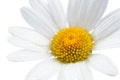 Daisy (Chamomile) Flower with Water Drops on White Background Royalty Free Stock Photo
