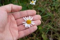 Daisy clamped in the palm of your hand Royalty Free Stock Photo