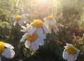 Daisy close up. Pollen concentration time, risk for allergy sufferers. Microscopic grains discharged. Royalty Free Stock Photo