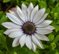 Daisy close-up. White and purple daisy Royalty Free Stock Photo
