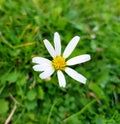 Daisy closeup on meadow. Petals and blossom details. Green meadow.