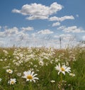 Daisy and clouds