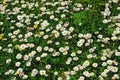 Daisy and clover field Royalty Free Stock Photo