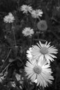 Daisy cluster of flowers and various selective focus area photography