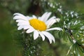 Daisy in conifer branches!