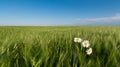 Daisy in corn Royalty Free Stock Photo