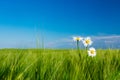 Daisy in corn Royalty Free Stock Photo