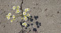 Daisy through a crack in the asphalt top view. The concept of the power of nature and ecology.copyspace for text