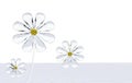 Daisy crystal water drops Royalty Free Stock Photo