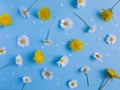 Daisy and dandelion pattern. Flat lay spring and summer flowers and white petals on a pastel blue background. Top view minimal Royalty Free Stock Photo