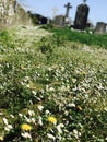 Daisy and dandelions in old graveyard Royalty Free Stock Photo
