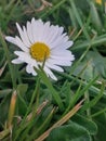 Daisy days green grass Royalty Free Stock Photo