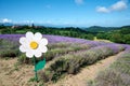 Daisy decoration on lavender field, Sale San Giovanni, Piedmont, Italy