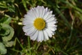 Daisy