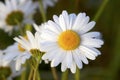 Daisy with dew drops from a cold night so lovely