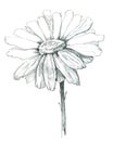 Daisy draw Royalty Free Stock Photo