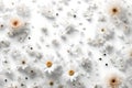 Daisy Dreams: Illustration with White Background and Daisies