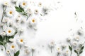 Daisy Dreams: Illustration with White Background and Daisies