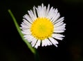 Daisy with droplets Royalty Free Stock Photo