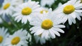 Daisy drops: Rain-kissed daisy flowers glistening in the morning dew Royalty Free Stock Photo