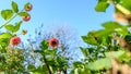 Daisy duke Dahlia. Beautiful pink dahlias cut flower garden background with nice blue sky.