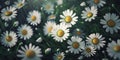 Daisy Fantasy Dreams background