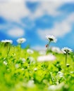 Daisy field Royalty Free Stock Photo