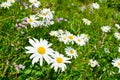 Daisy field Royalty Free Stock Photo