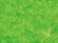 Daisy Field