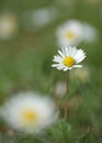 Daisies in a field 