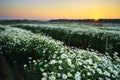 Daisy field in early morning Royalty Free Stock Photo