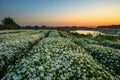 Daisy field in early morning Royalty Free Stock Photo