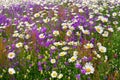 Daisy field with flower bells Royalty Free Stock Photo