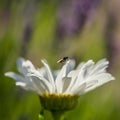 Daisy field flower and a fly against a grass background. Royalty Free Stock Photo