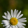 Daisy field flower on a grass background. Royalty Free Stock Photo
