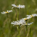 Daisy field flower on a grass background. Royalty Free Stock Photo