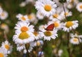 Daisy field