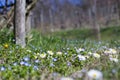 Daisy Field