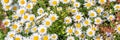 Daisy field panoramic background