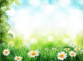 Daisy field in the sunny summer day. Royalty Free Stock Photo