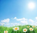 Daisy field in the sunny summer day. Royalty Free Stock Photo