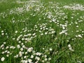 Daisy field in the sunny summer day Royalty Free Stock Photo