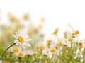 Daisy field, white background