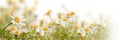 Daisy field on white, panoramic spring web banner