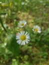 Daisy Fleabane blooms