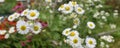 Daisy Fleabane Wildflower Panoramic 4