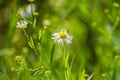 Daisy Fleabane, Eriger annuus Royalty Free Stock Photo