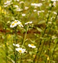 Daisy Fleabane, Erigeron annuus wildflower